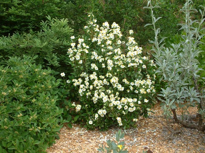 Plant photo of: Carpenteria californica