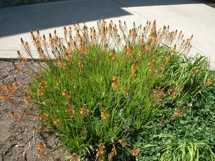 Plant photo of: Bulbine frutescens 'Hallmark'