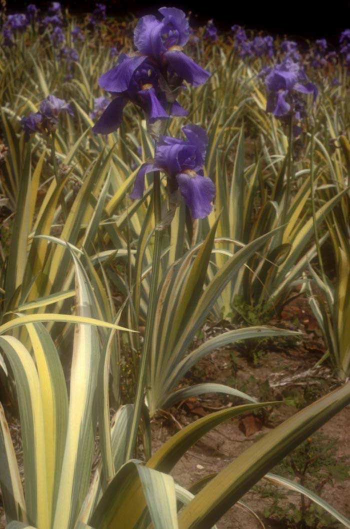 Plant photo of: Iris pallida 'Argentea Variegata'