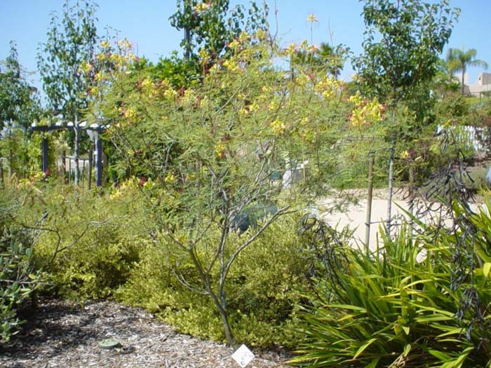Plant photo of: Caesalpinia gilliesii