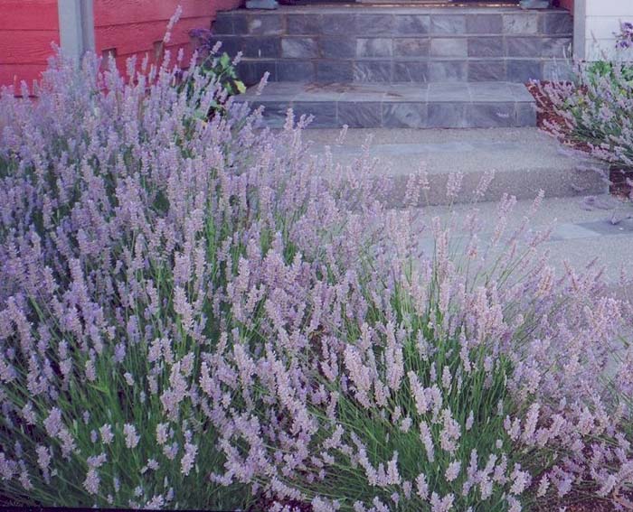 Plant photo of: Lavandula X intermedia 'Provence'
