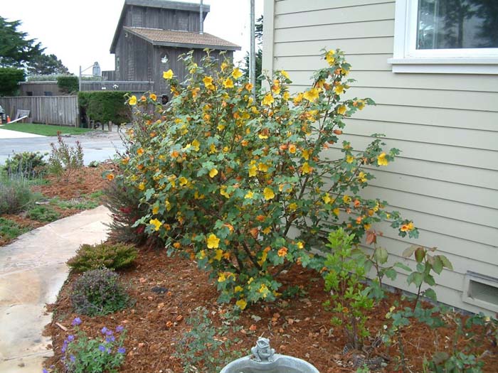 Plant photo of: Fremontodendron 'California Glory'