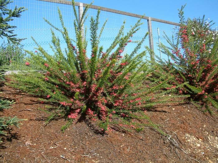 Plant photo of: Grevillea 'Canberra Gem'