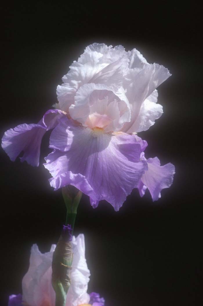 Plant photo of: Iris bearded 'Mountain Violet'