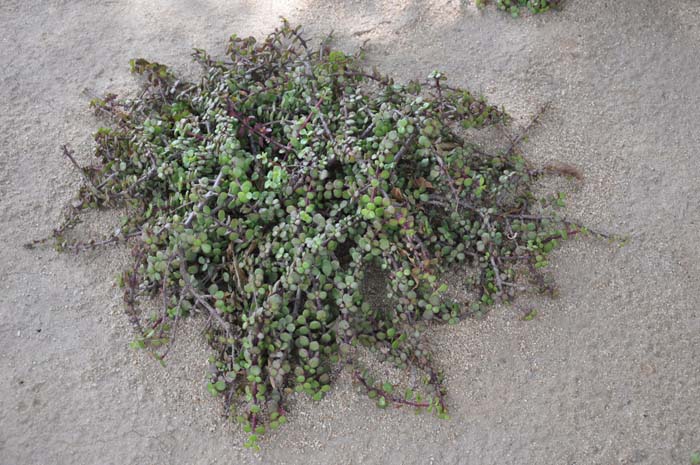 Plant photo of: Portulacaria afra
