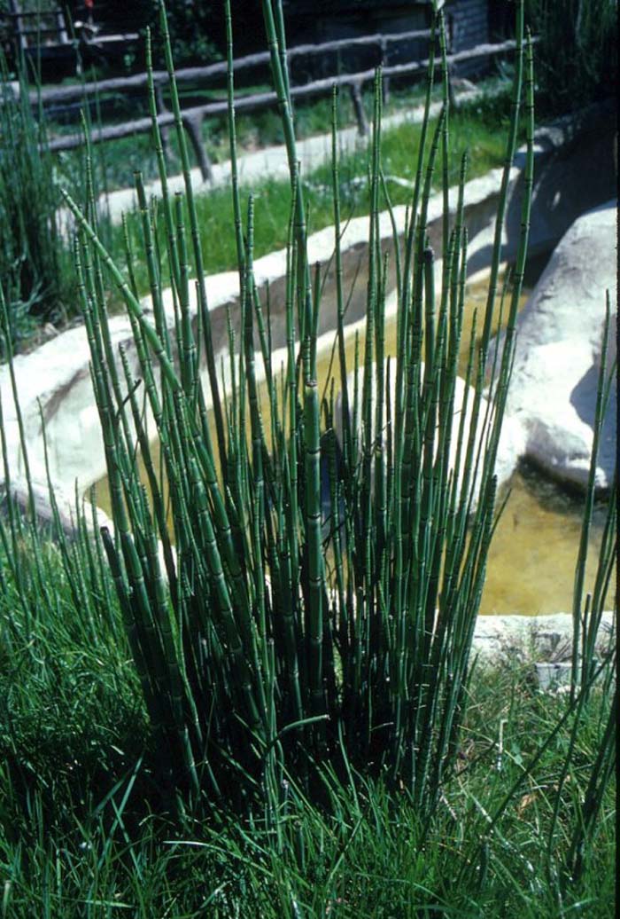 Plant photo of: Equisetum hyemale