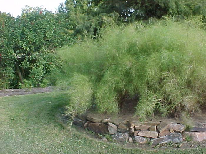 Bamboo Muhly