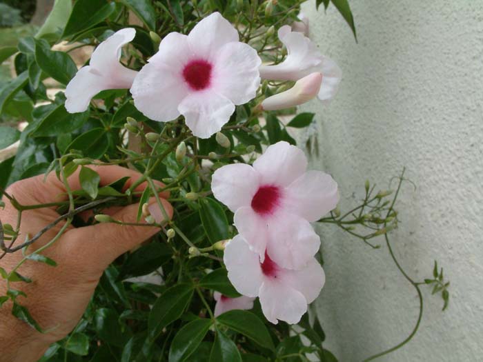 Plant photo of: Pandorea jasminoides