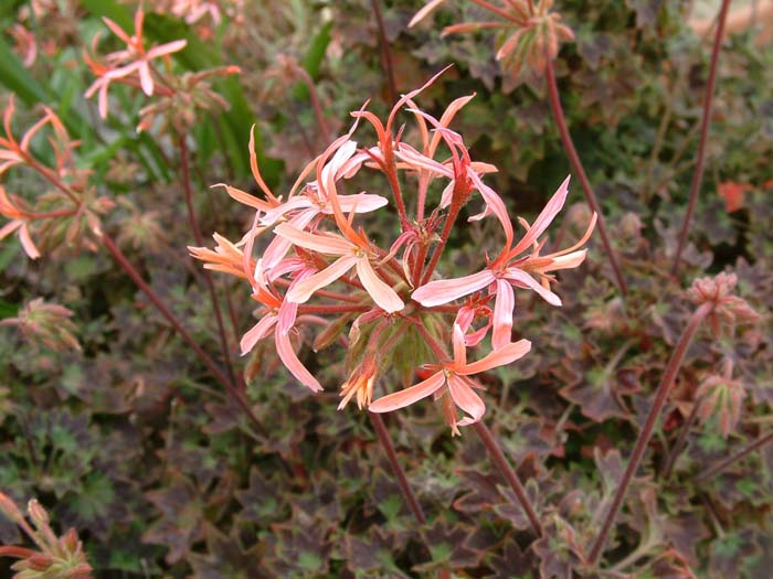 Plant photo of: Pelargonium X hortorum