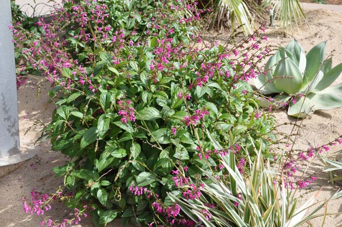 Plant photo of: Salvia chiapensis