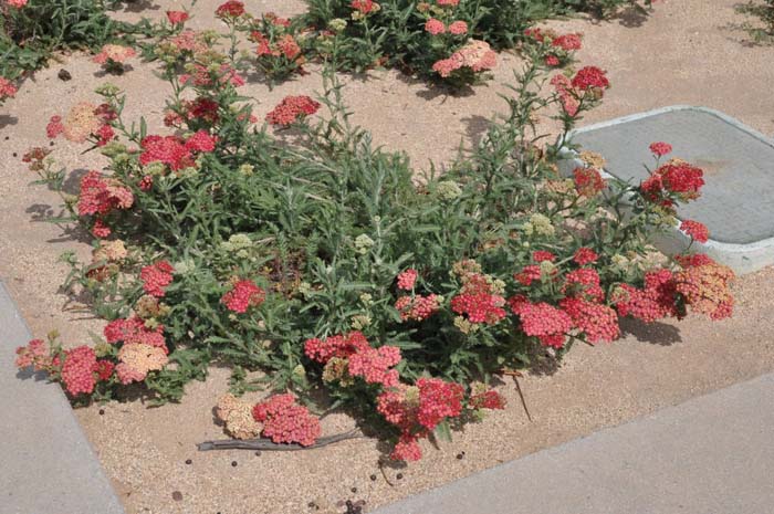 Paprika Red Common Yarrow