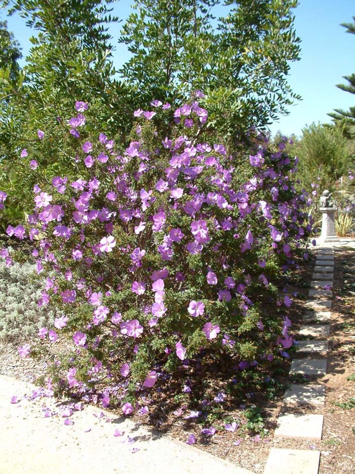Plant photo of: Alyogyne huegelii 'Santa Cruz'