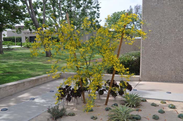 Plant photo of: Parkinsonia 'Desert  Museum'