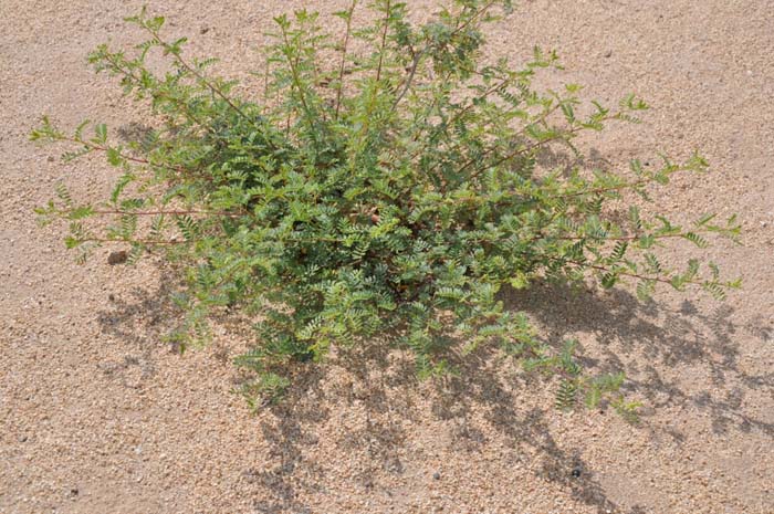 Plant photo of: Dalea frutescens 'Sierra Negra'
