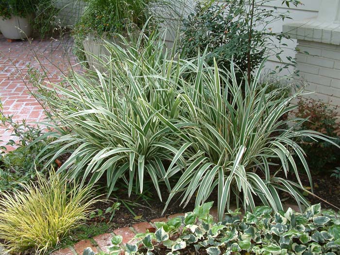 Plant photo of: Dianella tasmanica 'Silver Streak'
