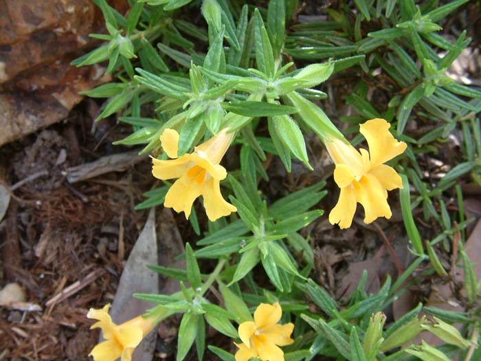 Plant photo of: Mimulus 'Jelly Bean Yellow'