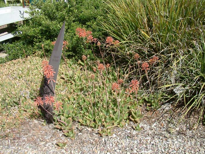 Plant photo of: Aloe X nobilis