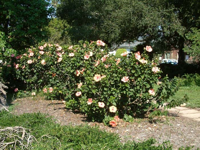 Plant photo of: Hibiscus rosa-sinensis