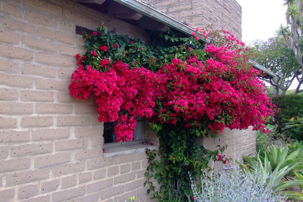 Bougainvillea Beauty