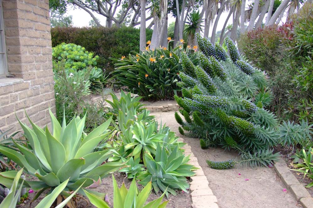 Echium Overflow