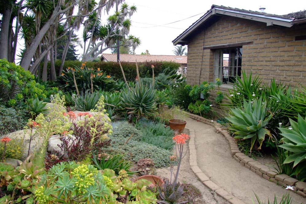 Path Through Succulent Forest