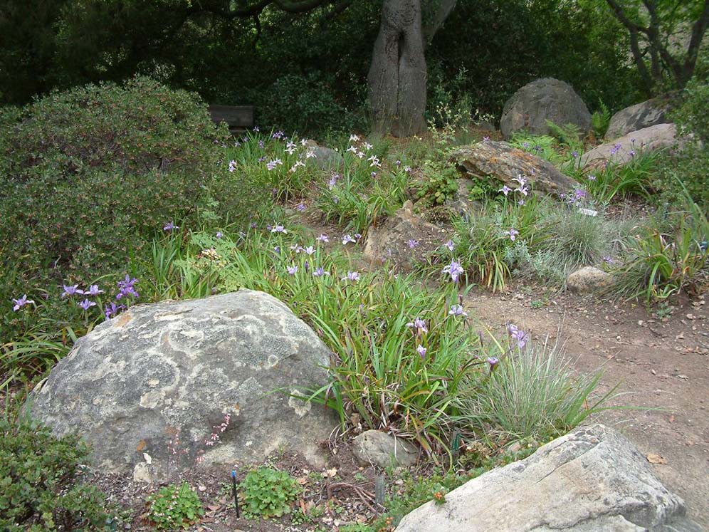 Santa Barbara Botanic Garden: Irises