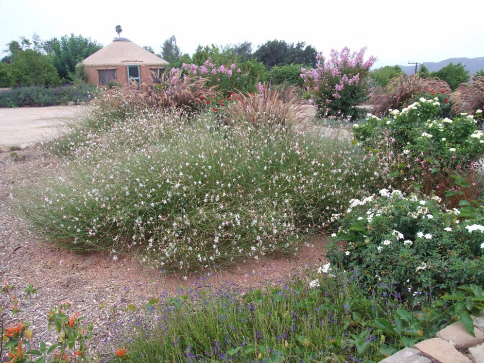 Mounds of Blooms