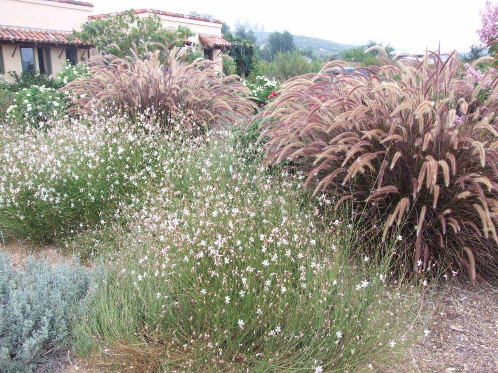 Pendulous Grasses and Friends