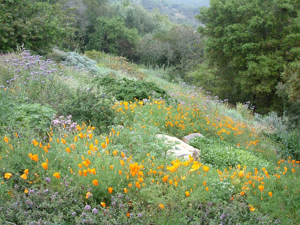 Santa Barbara Botanic Garden: Hillside