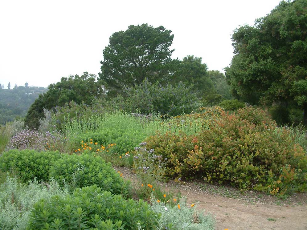 Santa Barbara Botanic Garden: Vista