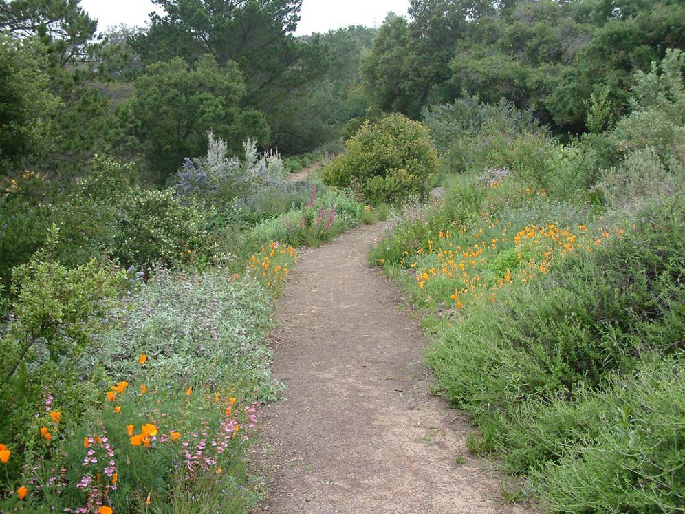 Santa Barbara Botanic Garden: Path