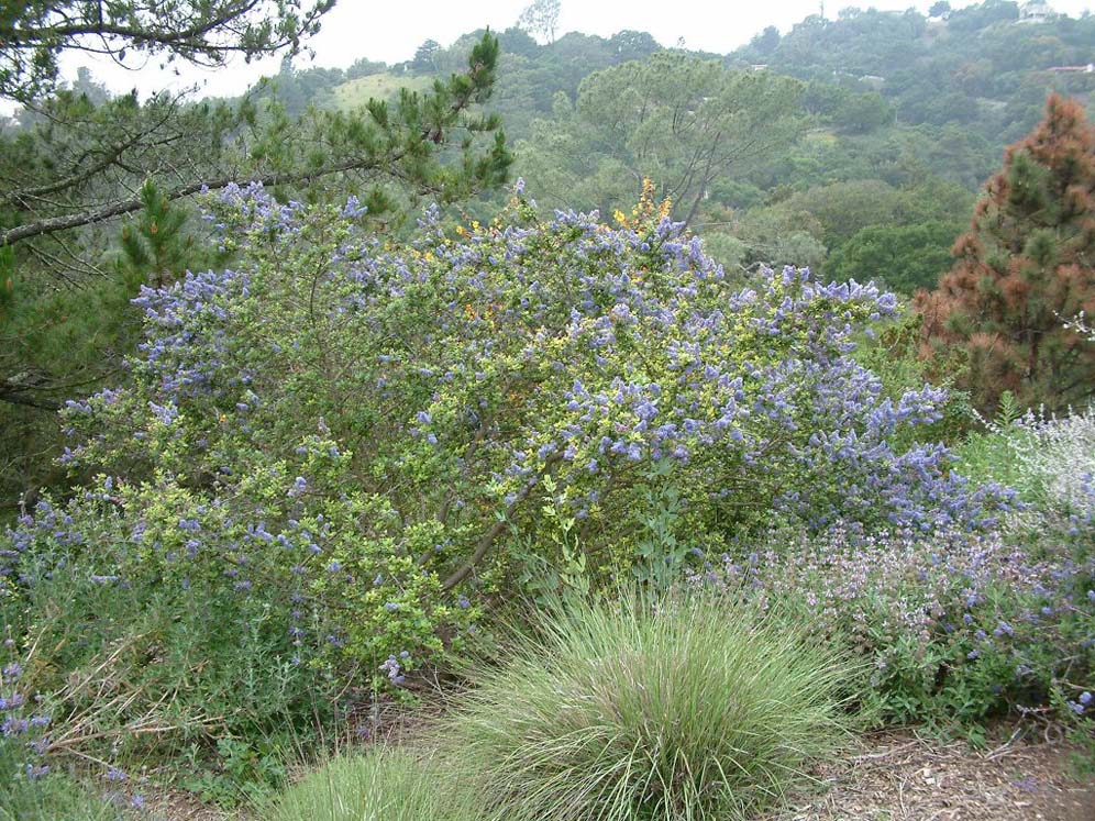 Santa Barbara Botanic Garden: Lilac