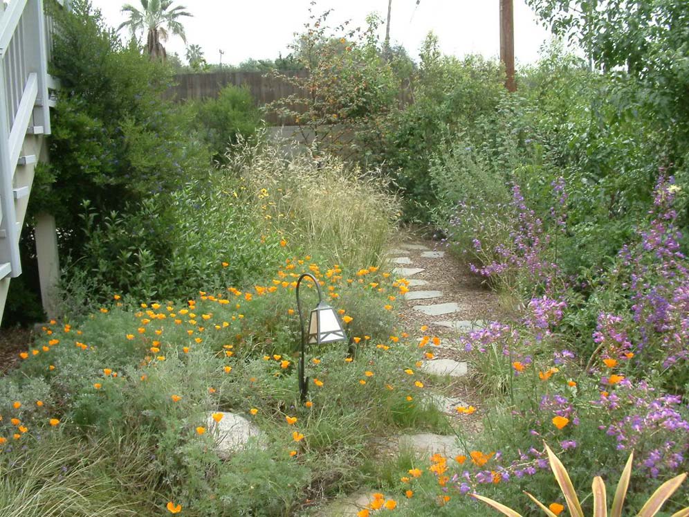 Backyard Meadow