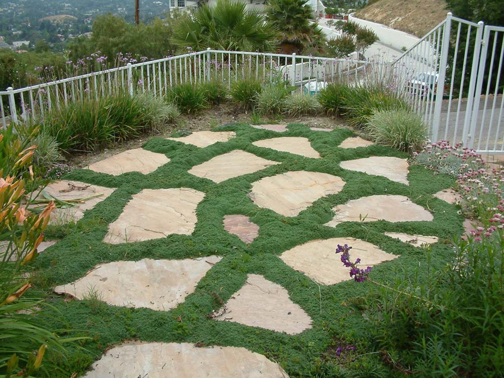 Carpet Like Groundcover and Pavers