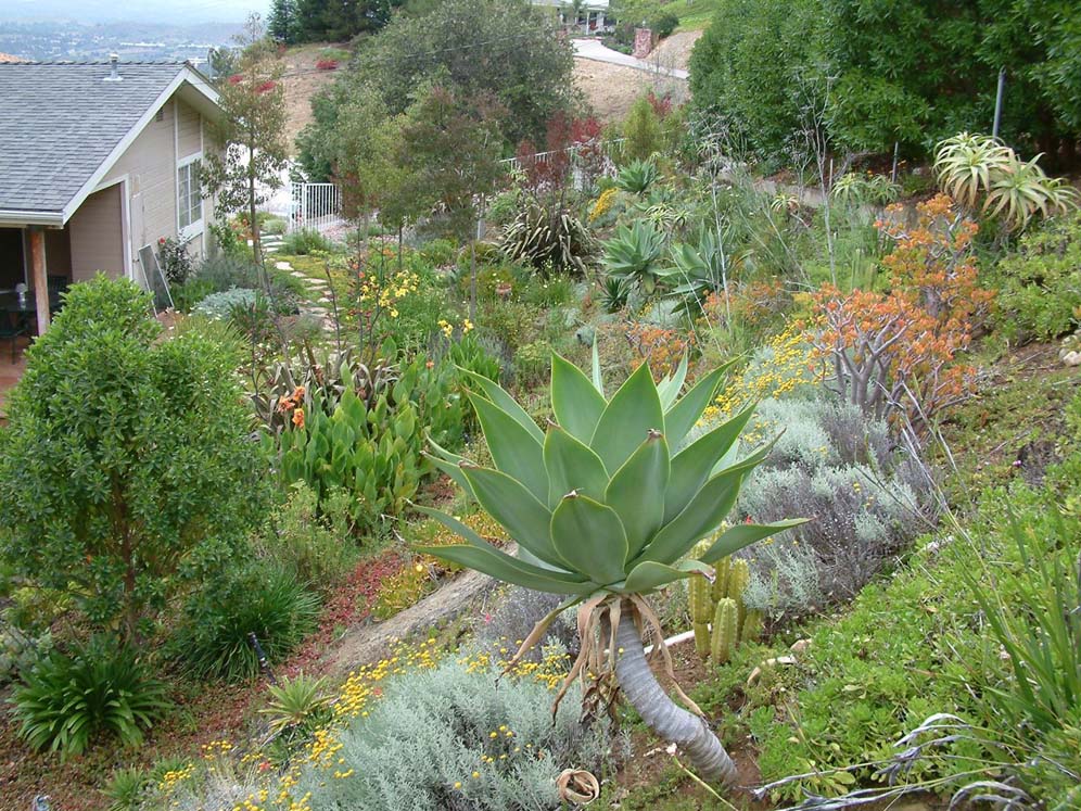 Agave and Friends