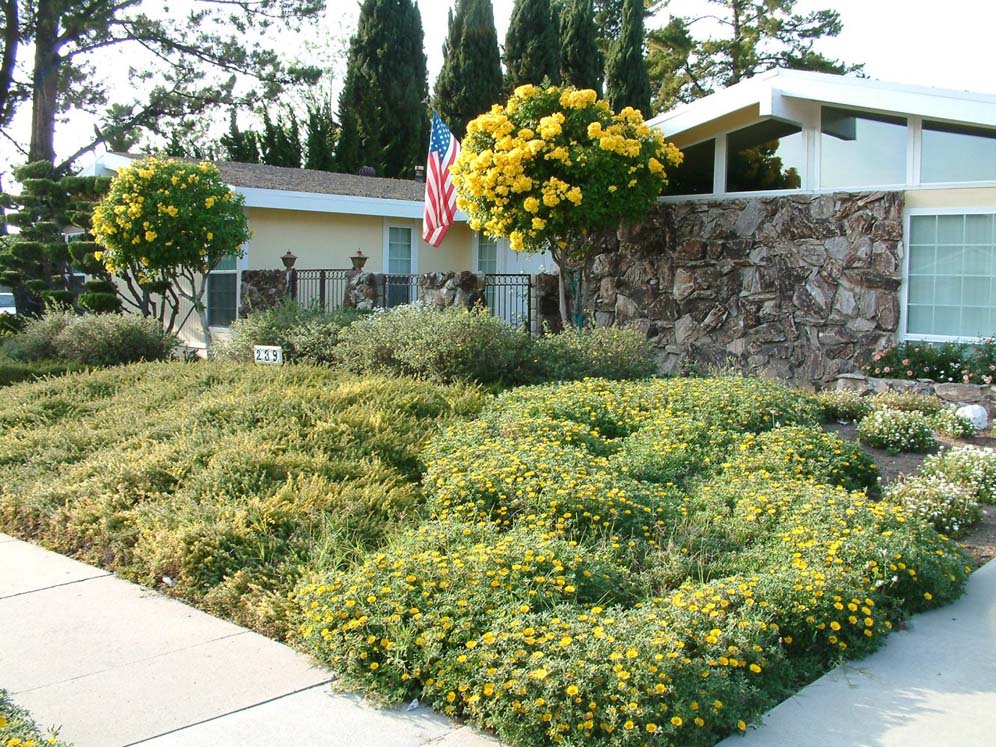 Yellow Mounds of Perennials