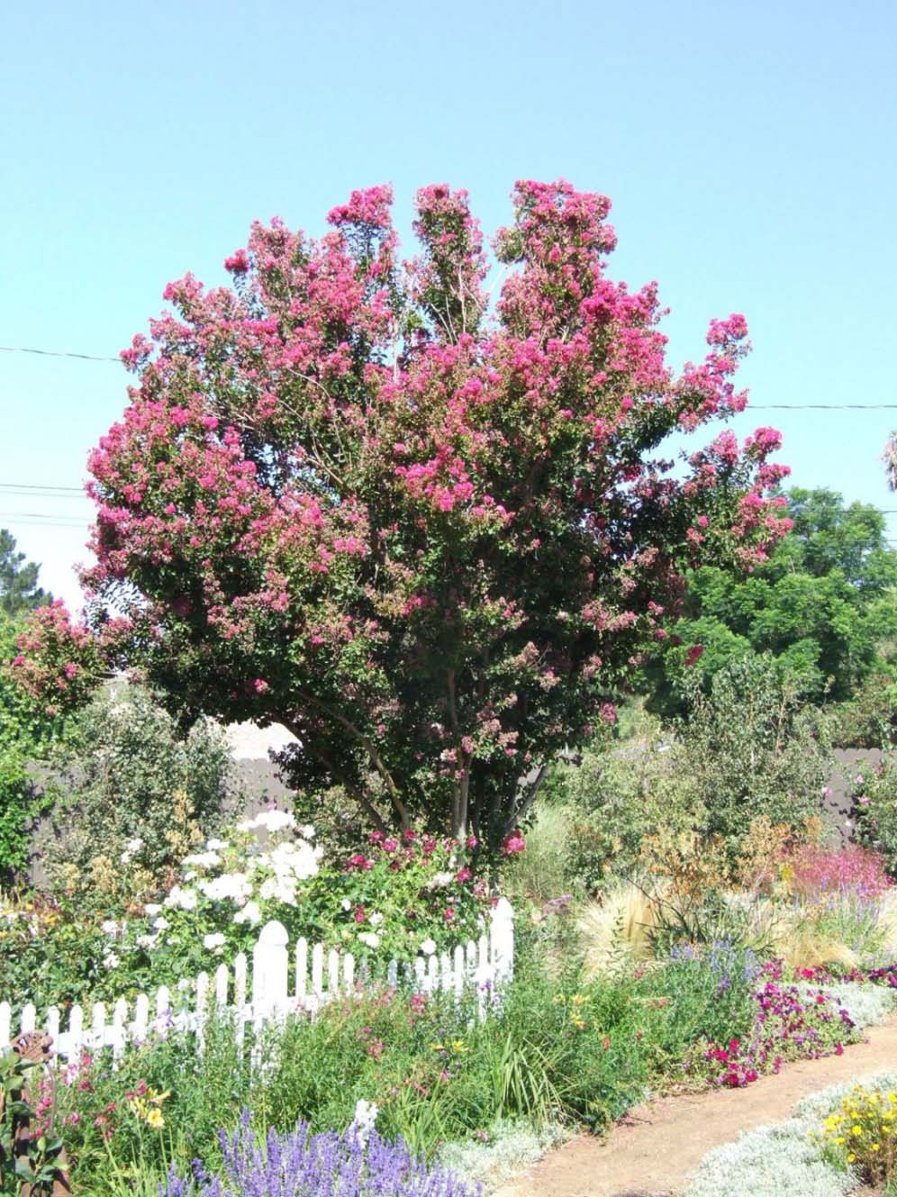 Pink Flowered Tree Glory
