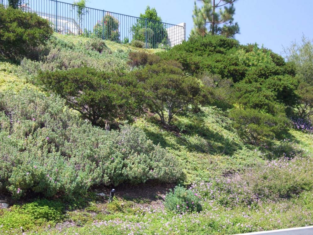 Meadow Hillside