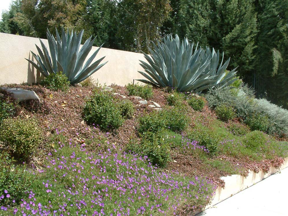 Desert Drama on the Hillside