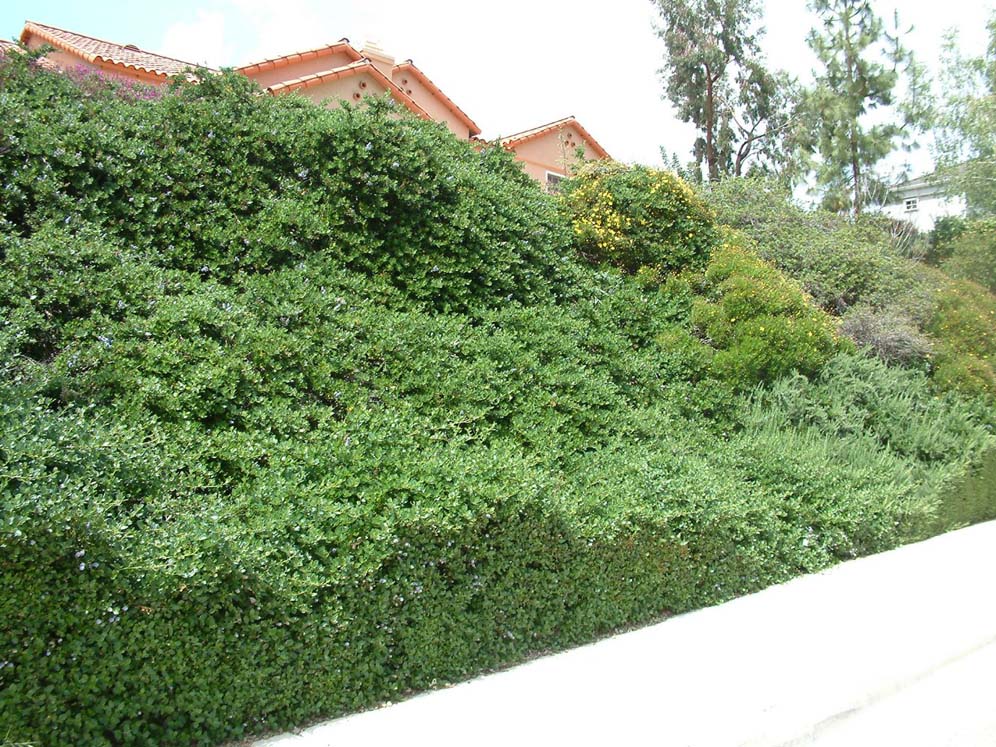 Thick Dense Hedge