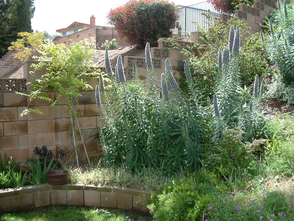 Echium Glory