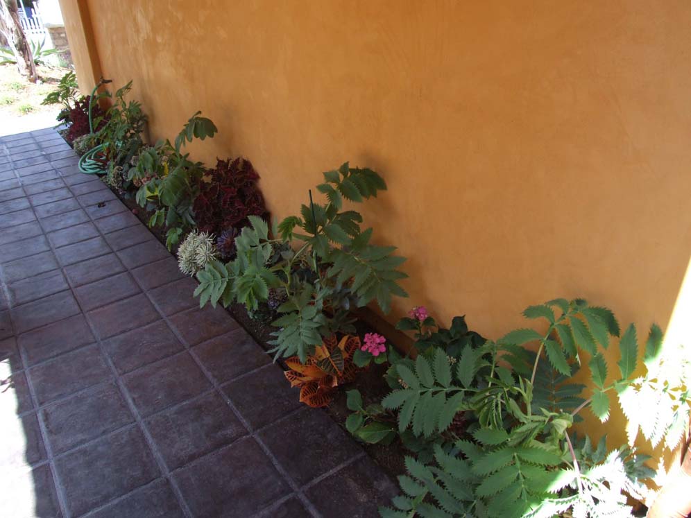 Narrow Colorful Planting Bed