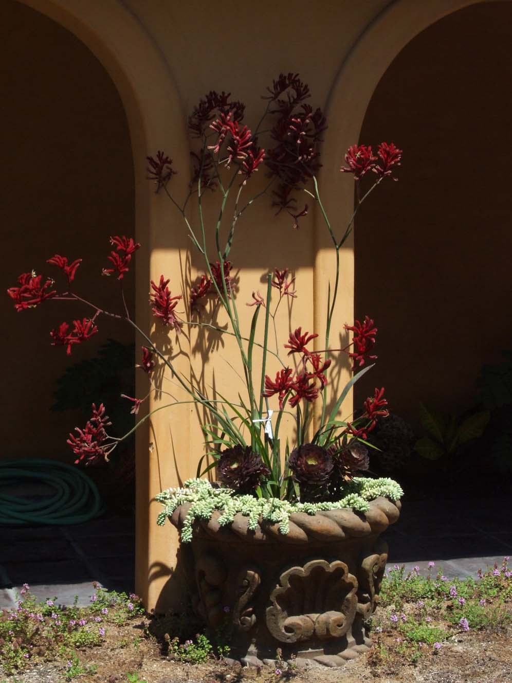 Kangaroo Paws and Friends