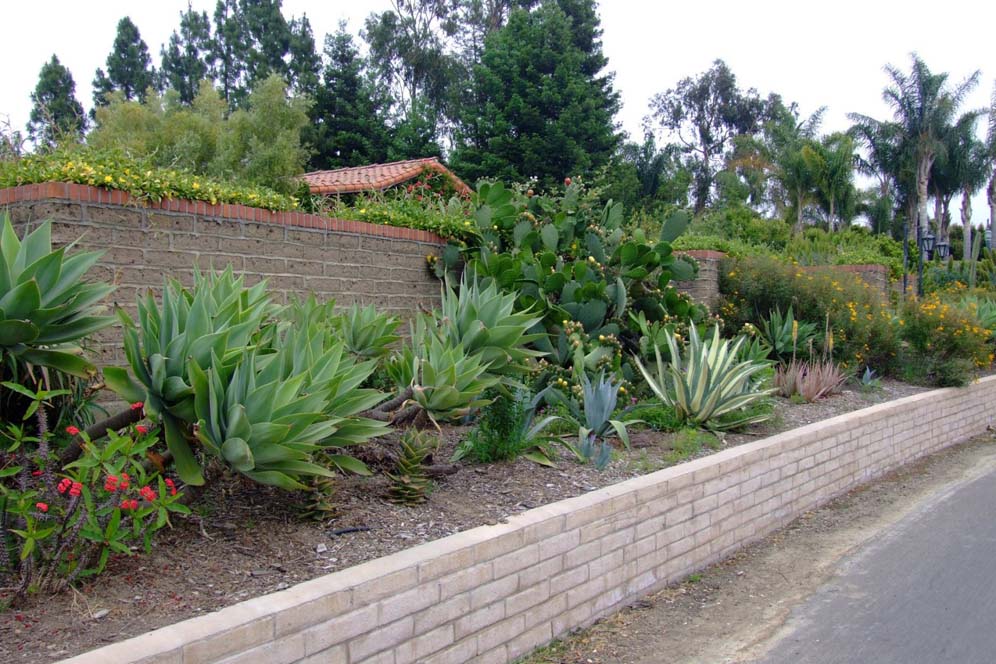 Agave Row