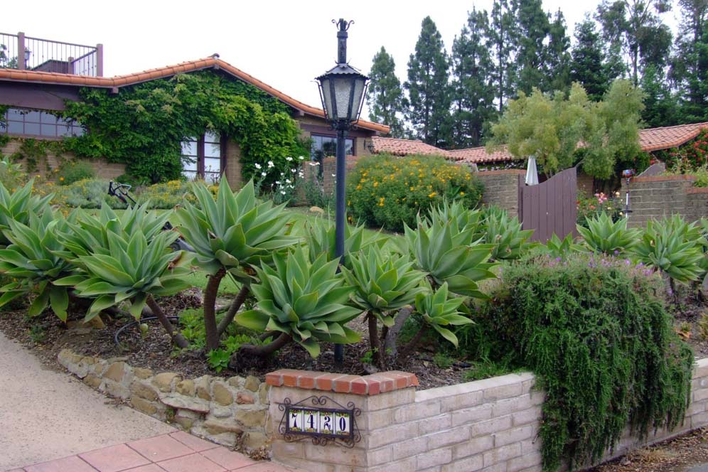 Agave Corner