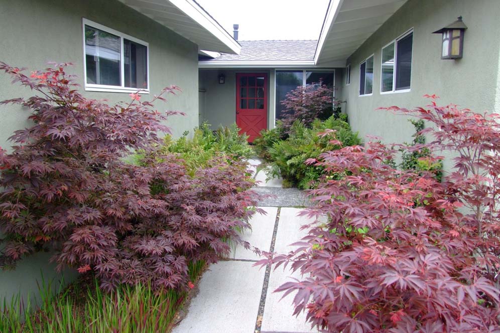 Japanese Maple Entry