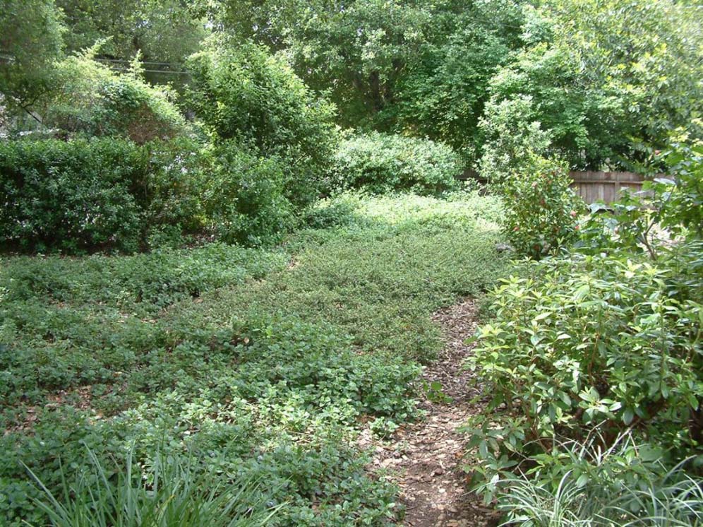 Green Pathway