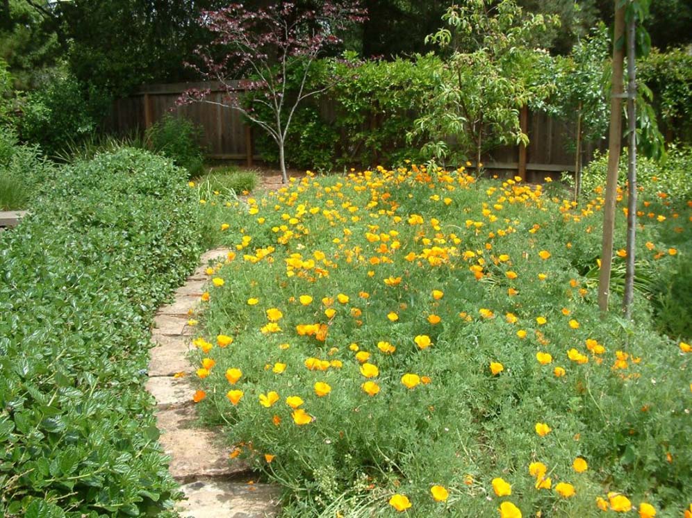 California Poppy Field