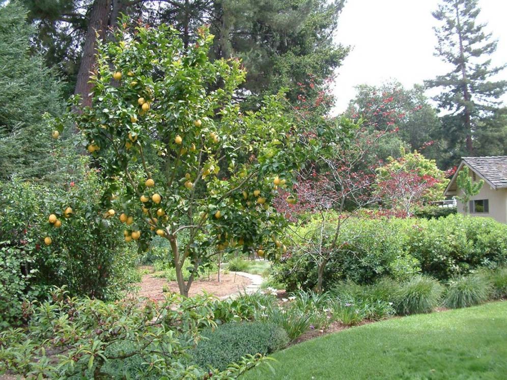 Fruit Tree and Ornamentals