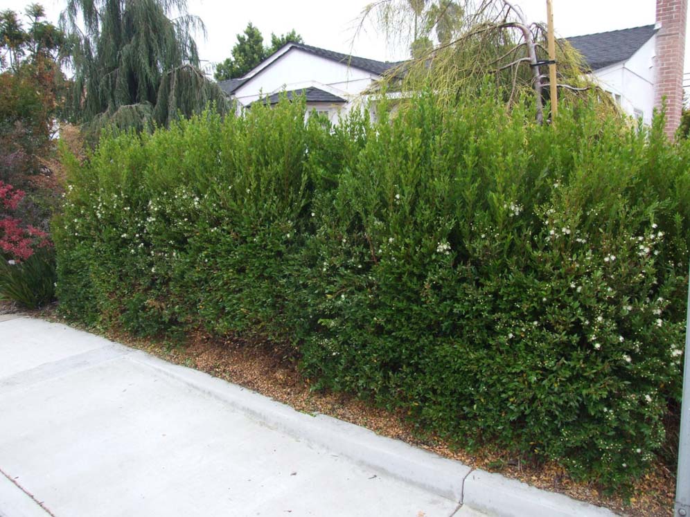 Dense Privacy Hedge